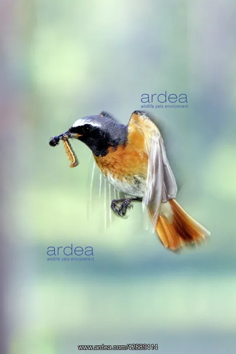 : Common Redstart - male : Common Redstart - male