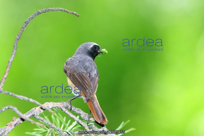 : Common Redstart - male : Common Redstart - male