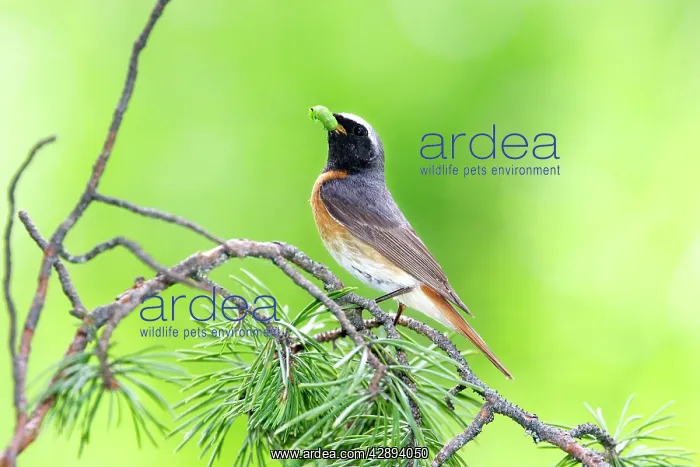 : Common Redstart - male : Common Redstart - male