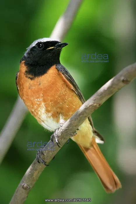 : Common Redstart - male : Common Redstart - male