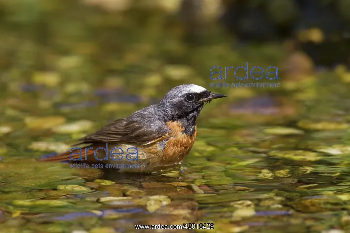  : Common Redstart male bathing