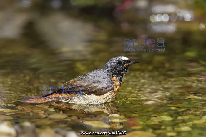  : Common Redstart male bathing