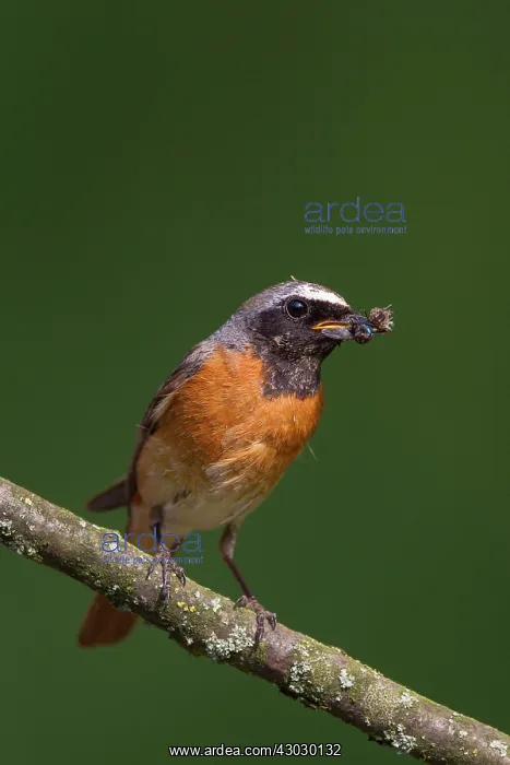 : Common Redstart male with insects : Common Redstart male with insects