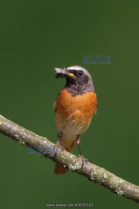 : Common Redstart male with insects : Common Redstart male with insects