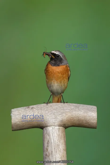 : Common Redstart male with insects : Common Redstart male with insects