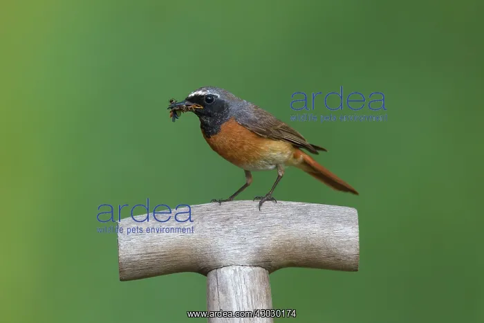 : Common Redstart male with insects : Common Redstart male with insects