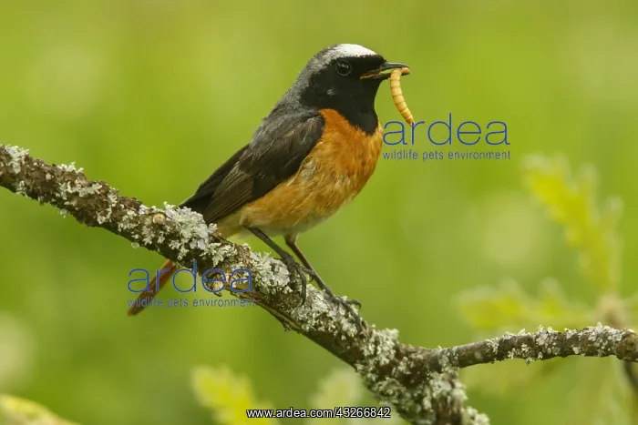  : Common Redstart - male perched - Castilla Leon