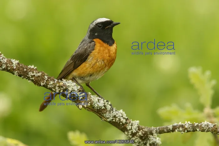 : Common Redstart - male perched - Castilla Leon : Common Redstart - male perched - Castilla Leon