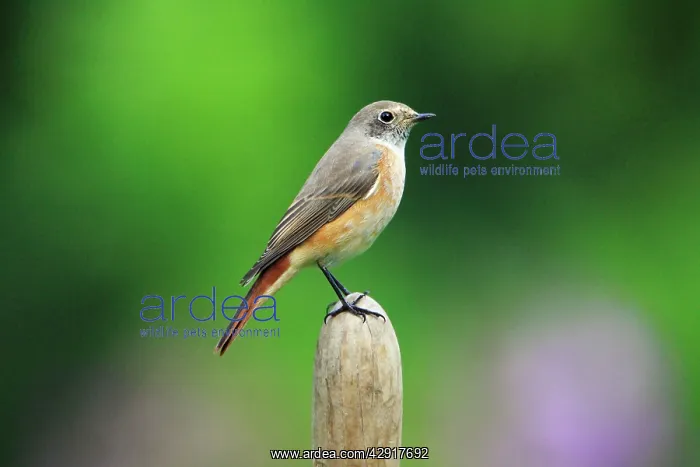 : Common Redstart - male in winter plumage, in garden : Common Redstart - male in winter plumage, in garden