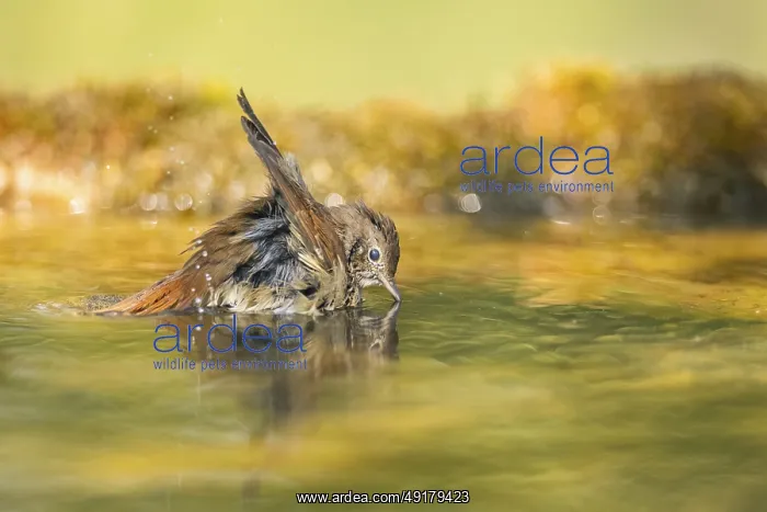 : Common redstart (Phoenicurus phoenicurus) female bathing at a water pool : Common redstart (Phoenicurus phoenicurus) female bathing at a water pool
