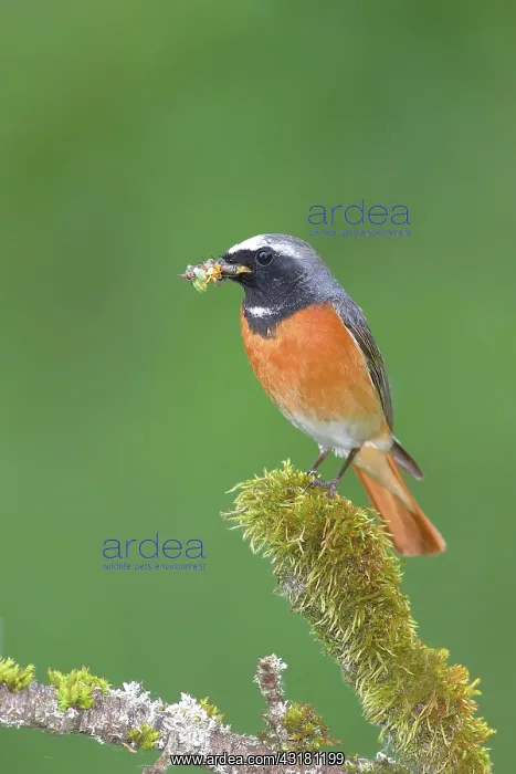 : Common redstart (Phoenicurus phoenicurus), male : Common redstart (Phoenicurus phoenicurus), male