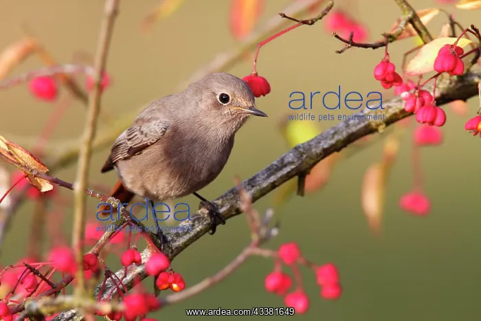 : Common redstart (Phoenicurus phoenicurus) in a spindle : Common redstart (Phoenicurus phoenicurus) in a spindle