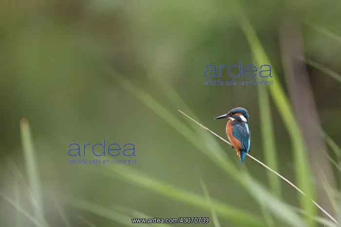 : Common Reed : Common Reed
