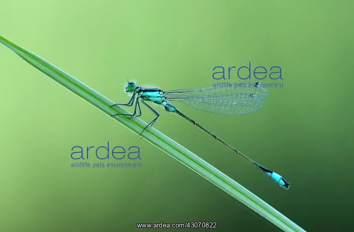 : Common Reed : Common Reed