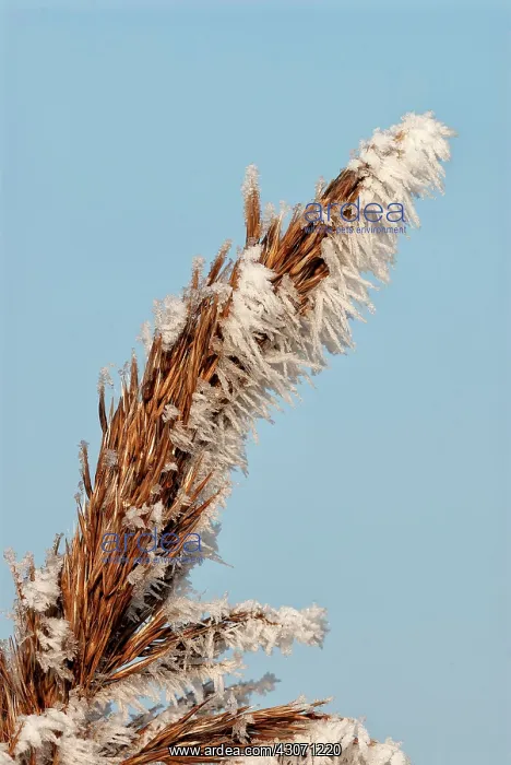 : Common Reed : Common Reed