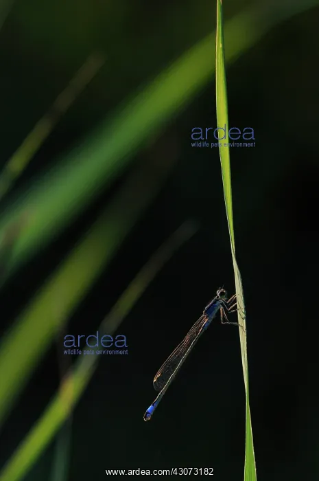 : Common Reed : Common Reed