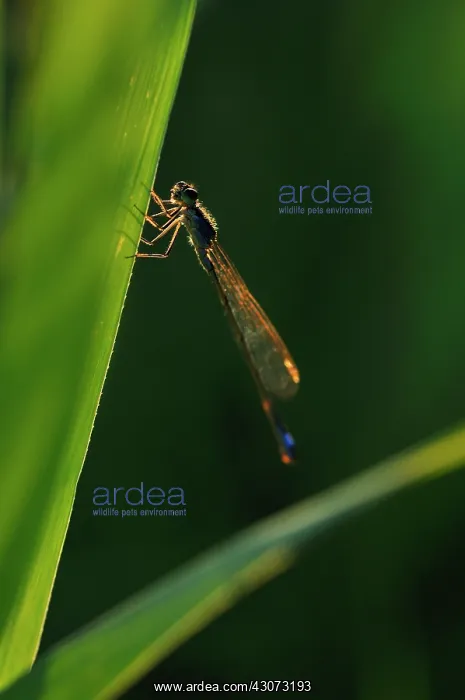 : Common Reed : Common Reed