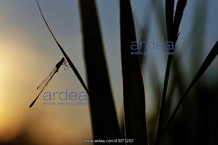  : Common Reed