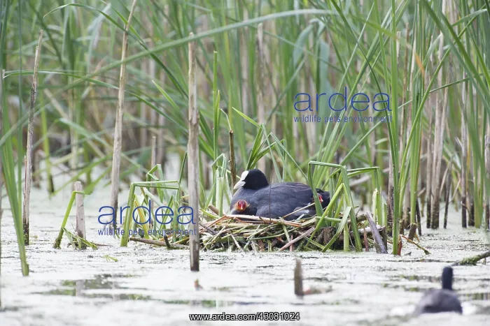 : Common Reed : Common Reed