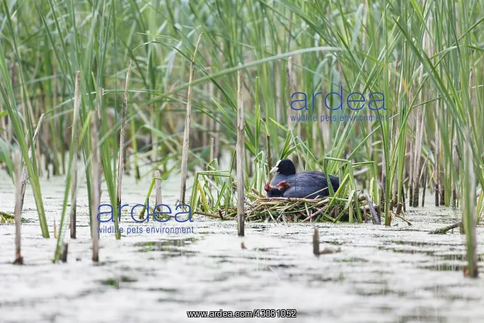 : Common Reed : Common Reed