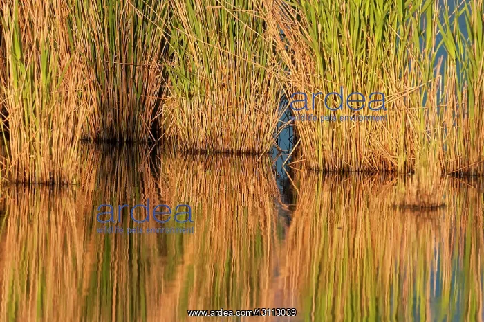 : Common Reed : Common Reed