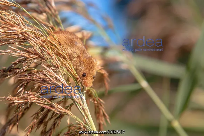 : Common Reed : Common Reed