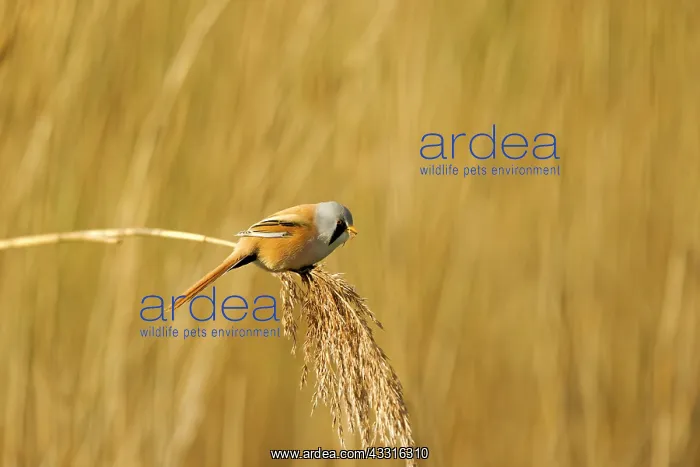 : Common Reed : Common Reed