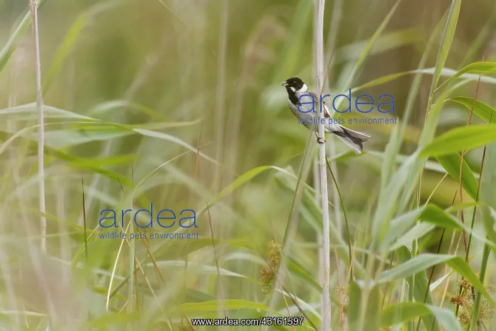 : Common Reed Bunting : Common Reed Bunting