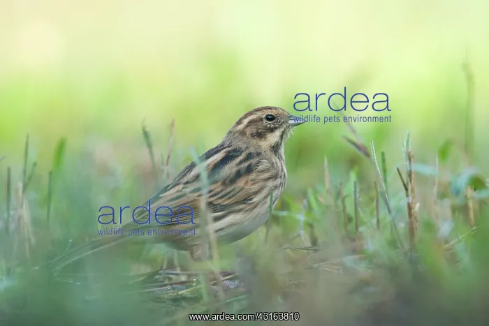  : Common Reed Bunting