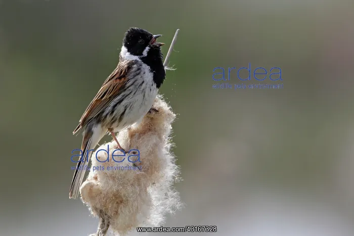 : Common Reed Bunting : Common Reed Bunting
