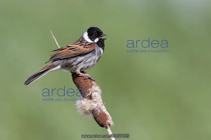 : Common Reed Bunting : Common Reed Bunting