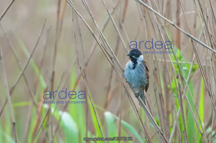 : Common Reed Bunting : Common Reed Bunting