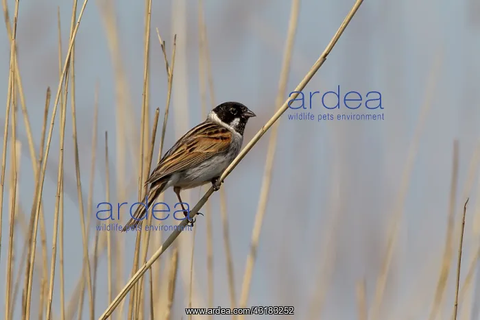 : Common Reed Bunting : Common Reed Bunting