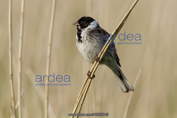 : Common Reed Bunting : Common Reed Bunting