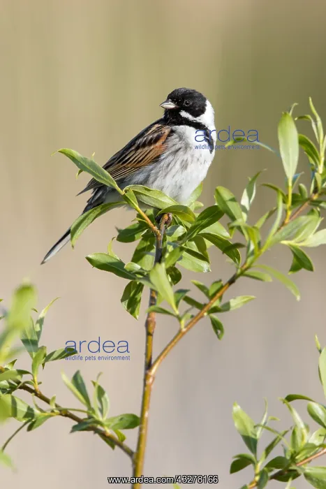 : Common Reed Bunting (Emberiza schoeniclus) perc : Common Reed Bunting (Emberiza schoeniclus) perc