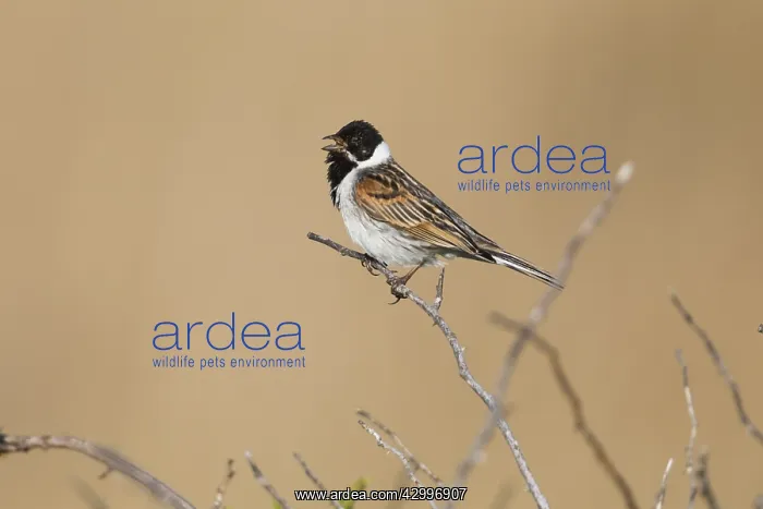 : Common Reed Bunting - male singing in breeding territory : Common Reed Bunting - male singing in breeding territory