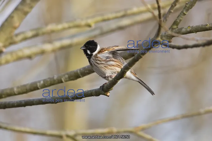 : Common Reed Bunting - male stting on branch, stretching : Common Reed Bunting - male stting on branch, stretching