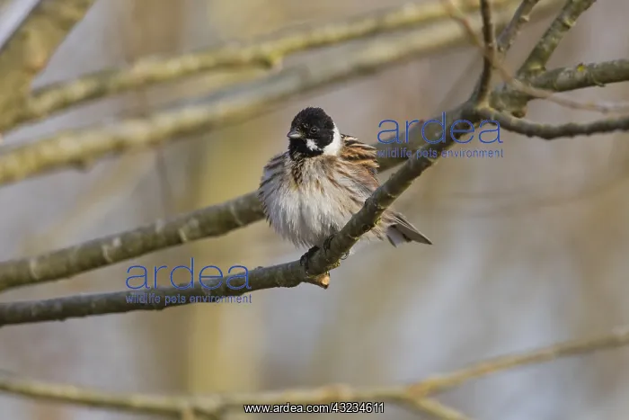 : Common Reed Bunting - male stting on branch, North : Common Reed Bunting - male stting on branch, North