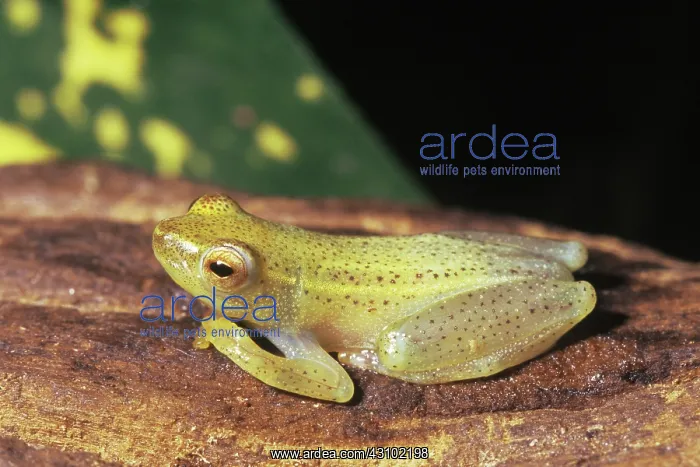 : Common Reed Frog (Hyperolius viridiflavus) : Common Reed Frog (Hyperolius viridiflavus)