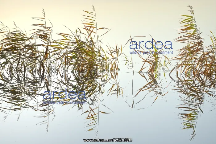: Common Reed (Phragmites australis) reflecting o : Common Reed (Phragmites australis) reflecting o