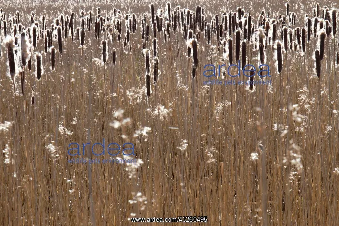 : Common reed (Phragmites bulrush (Typha latifolia) : Common reed (Phragmites bulrush (Typha latifolia)