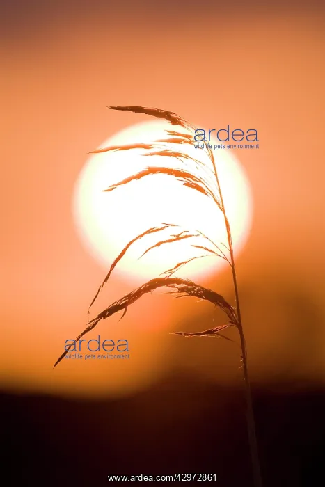 : Common Reed - silhouetted against setting sun : Common Reed - silhouetted against setting sun