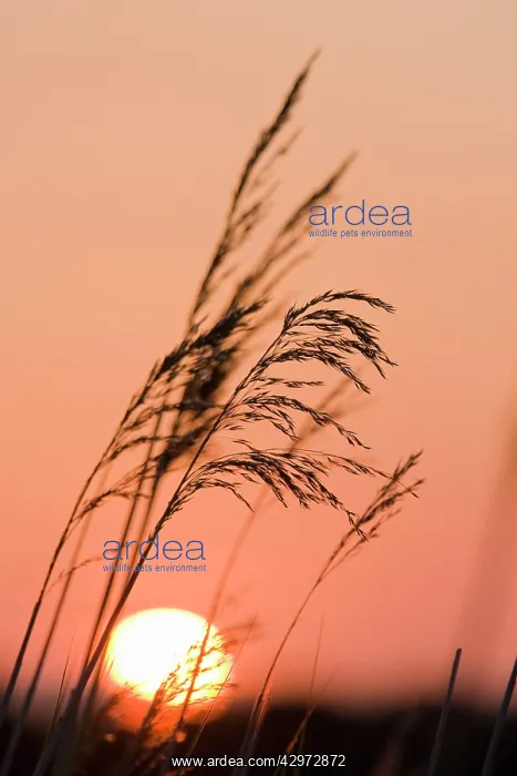 : Common Reed - silhouetted against setting sun : Common Reed - silhouetted against setting sun