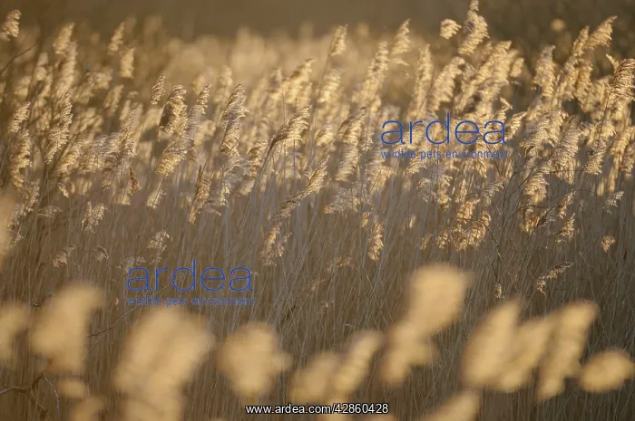 : Common Reeds : Common Reeds