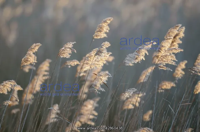 : Common Reeds : Common Reeds