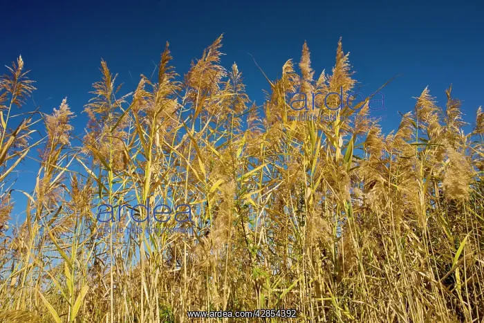 : Common reeds in flower, autumn : Common reeds in flower, autumn