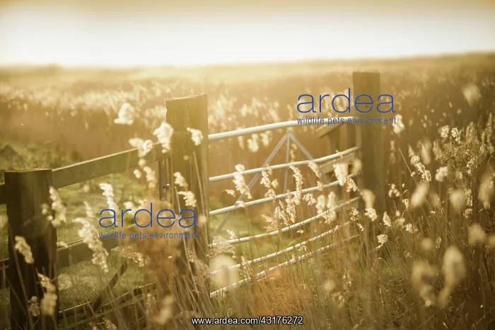 : Common reeds, Phragmites australis in fields with : Common reeds, Phragmites australis in fields with