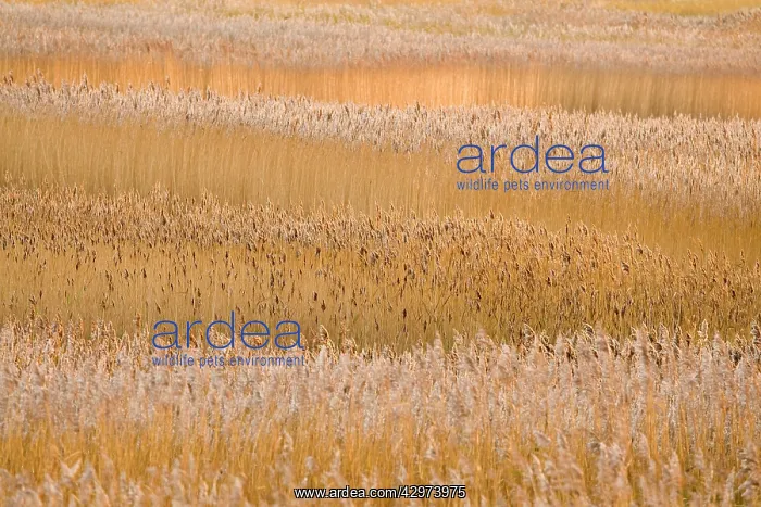 : Common Reeds - in reedbed : Common Reeds - in reedbed