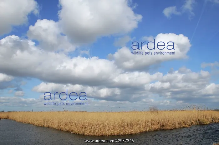 : Common Reeds - at waters edge : Common Reeds - at waters edge