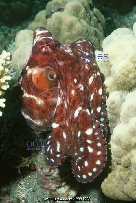 : COMMON REEF OCTOPUS : COMMON REEF OCTOPUS